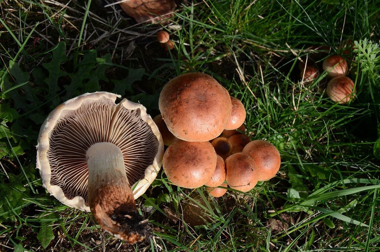 Рядовка обособленная Tricholoma sejunctum