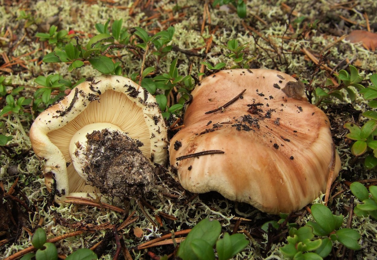 Рядовка мыльная Tricholoma saponaceum