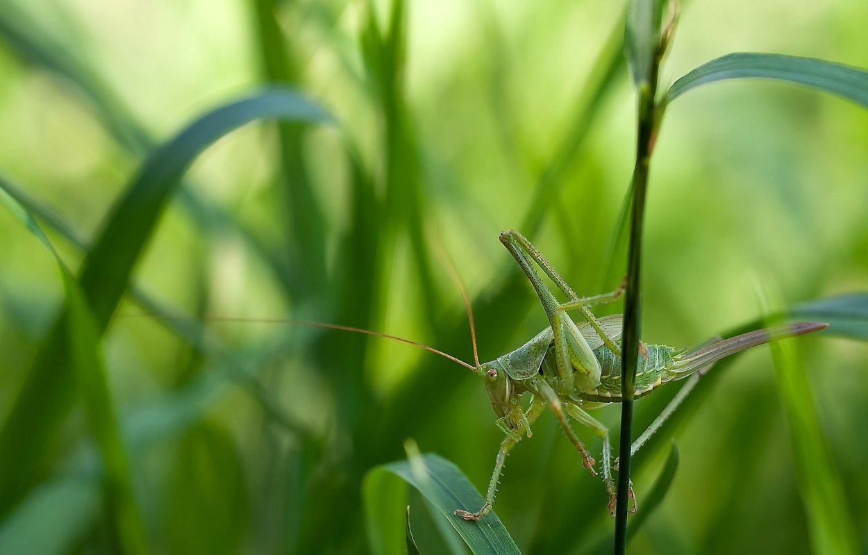 Кузнечик зеленый (Tettigonia viridissima)