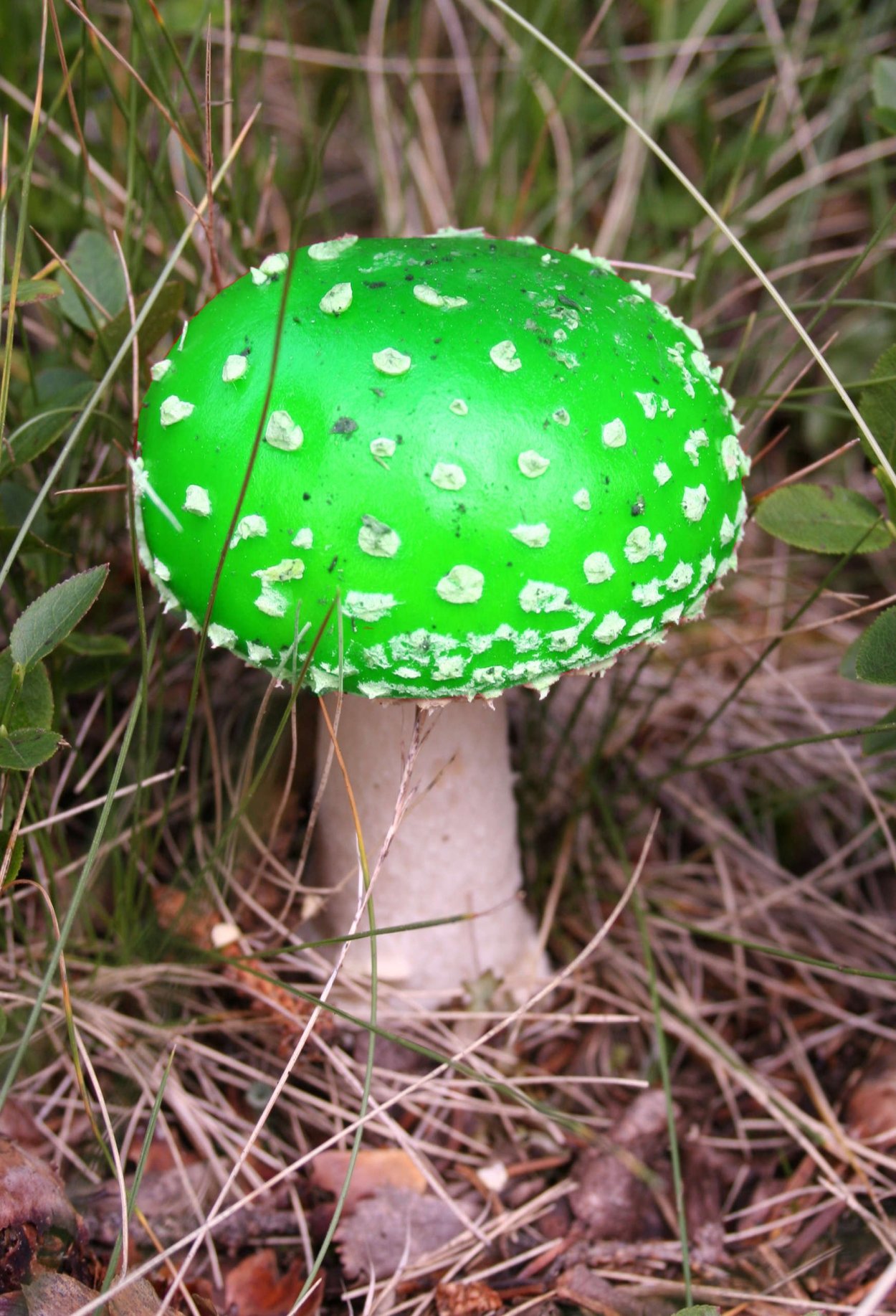 Бледная поганка зеленая