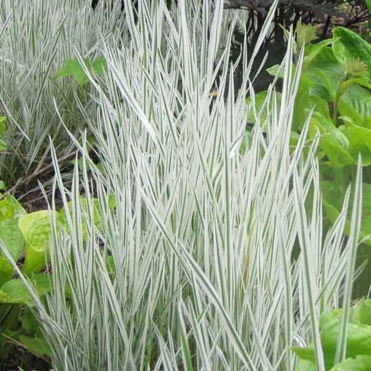 Бухарник мягкий Albovariegatus
