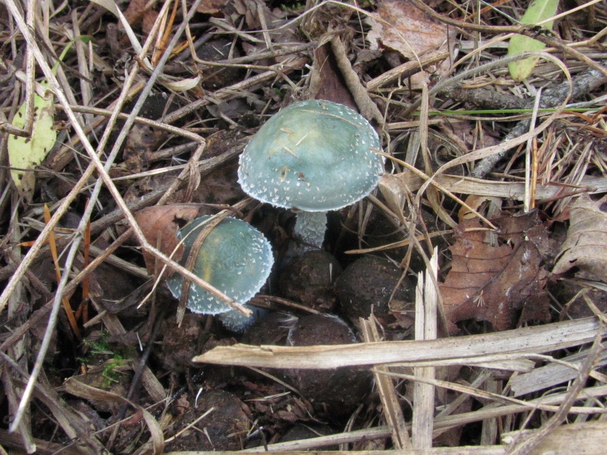 Строфария небесно-синяя Stropharia caerulea