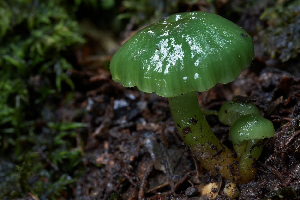 Ярко зеленый гриб