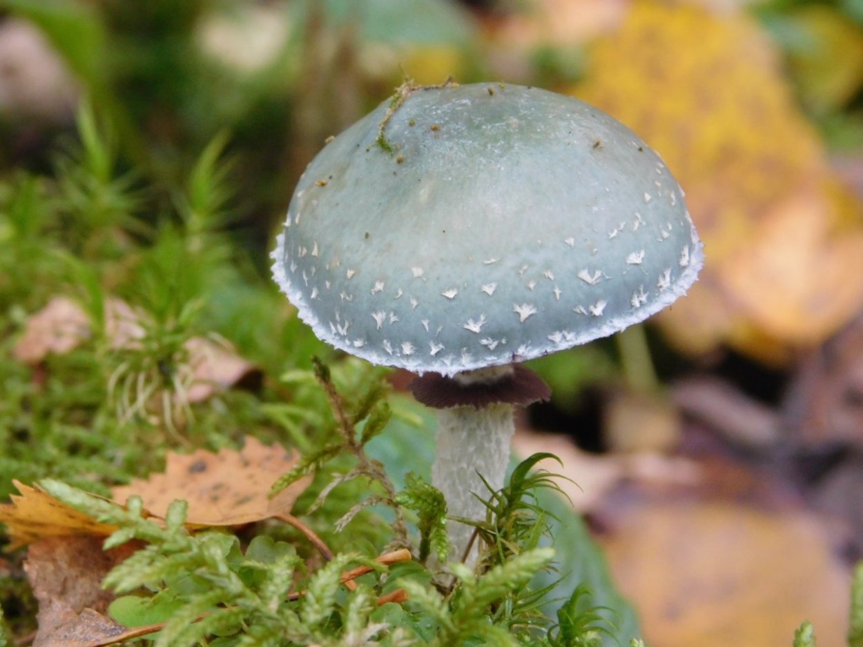 Строфария голубая