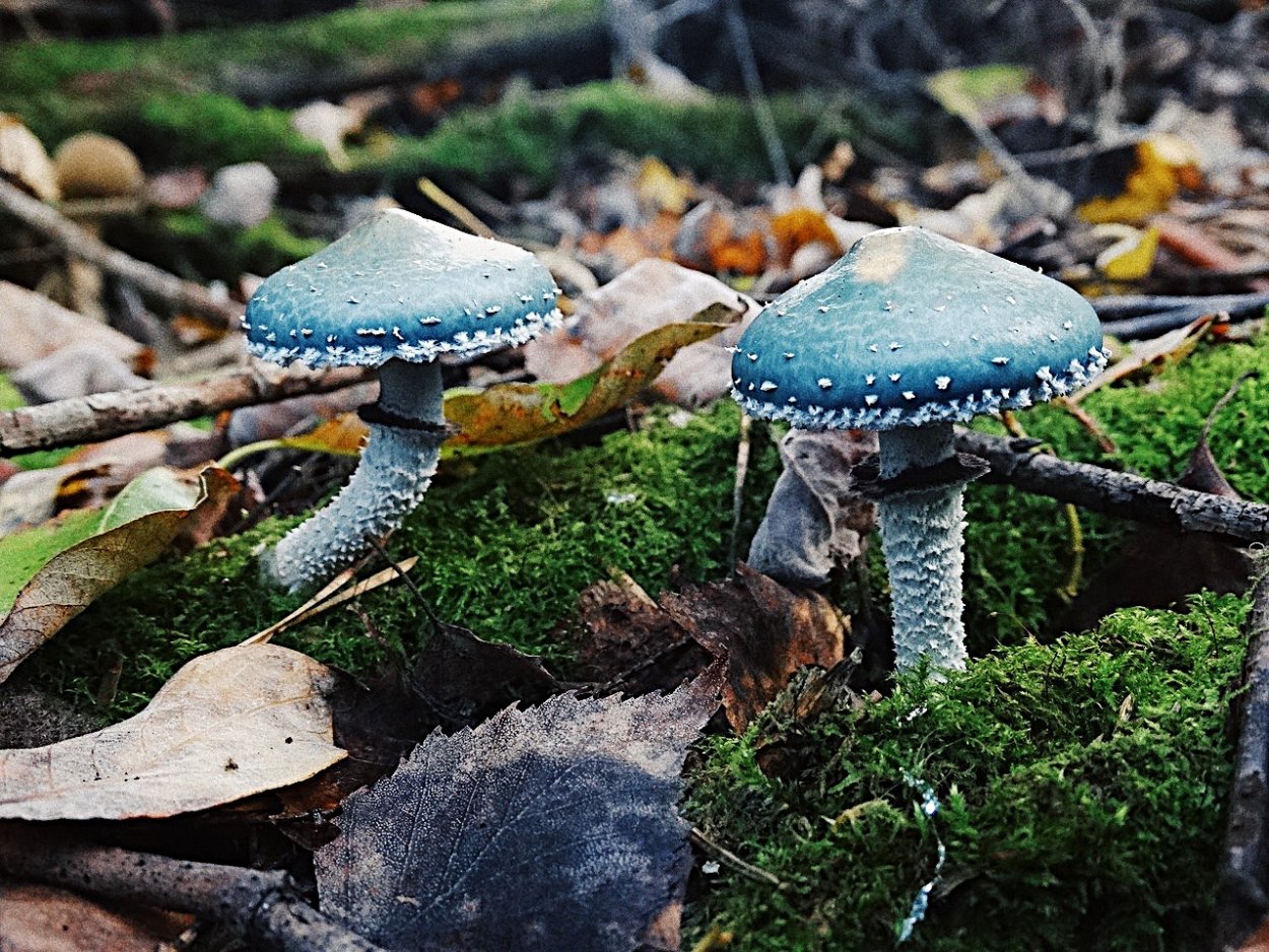 Бледная поганка