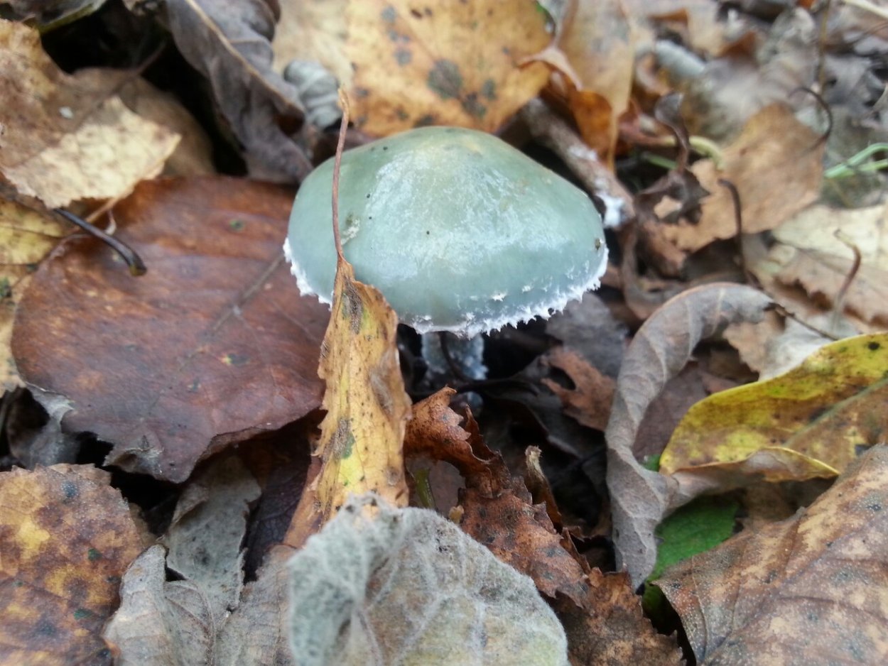 Сыроежка зеленоватая (Russula virescens)