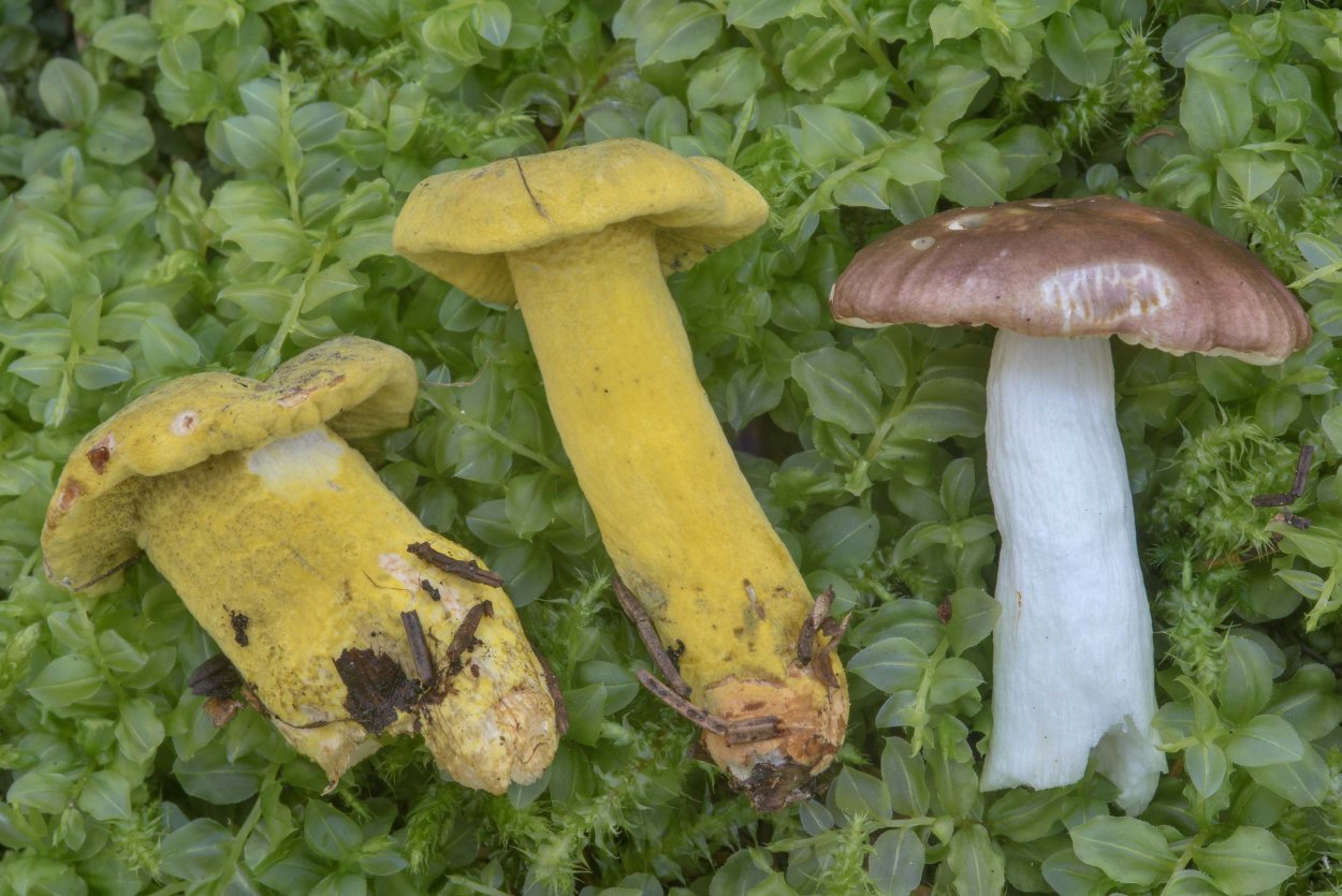 Строфания синезельная