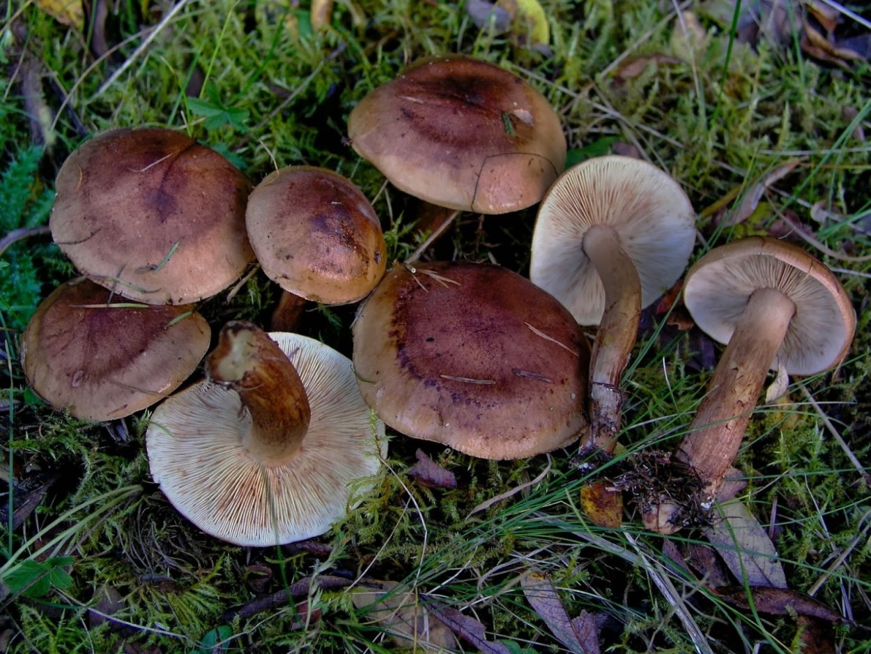 Рядовка волнисто-ножковая Tricholoma pessundatum