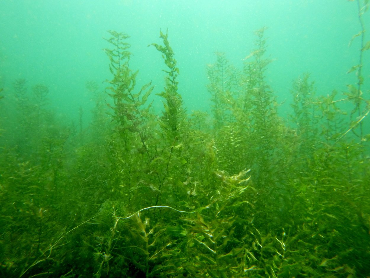 Squid Bright Green field