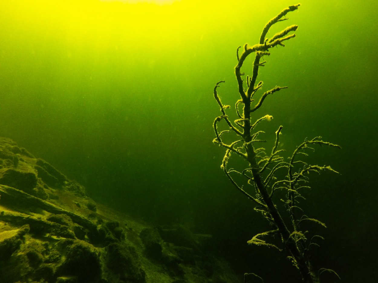 Растения под водой