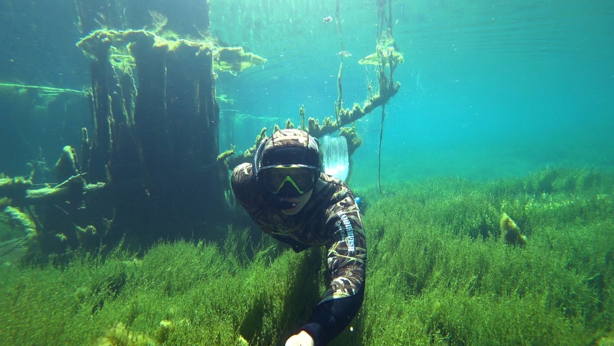 Macrocystis pyrifera