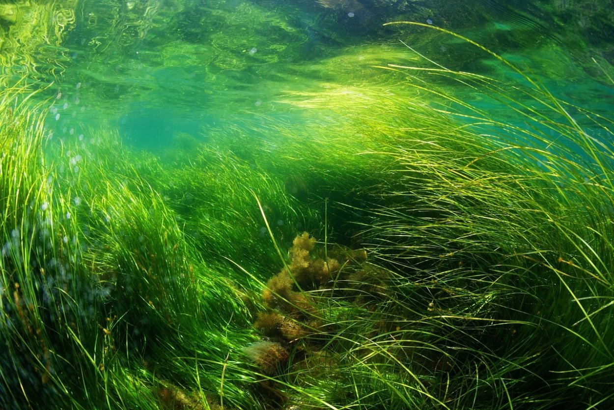 Пресноводные водоросли