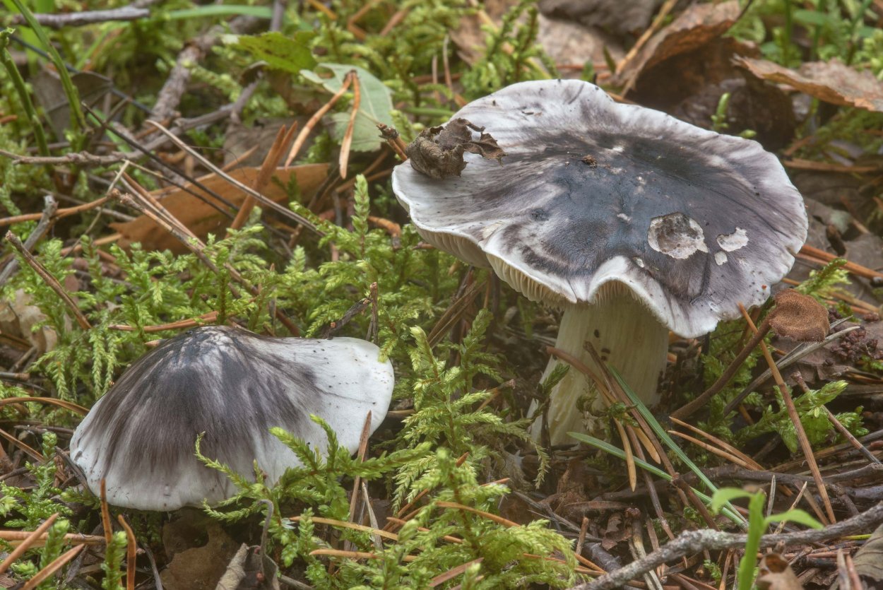 Рядовка серая Tricholoma portentosum.