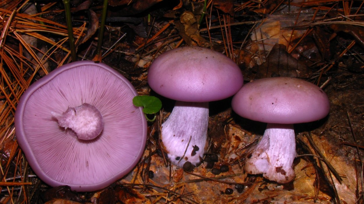 Рядовка скученная Lyophyllum decastes