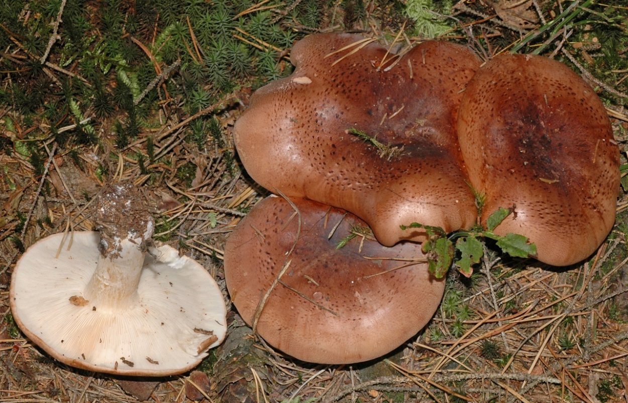 Рядовка пятнистая (Tricholoma pessundatum)