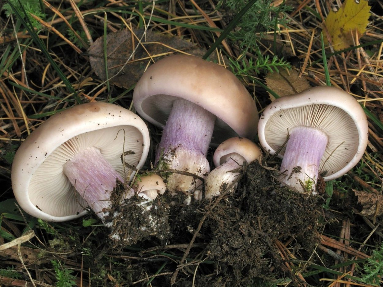 Рядовка скученная Lyophyllum decastes