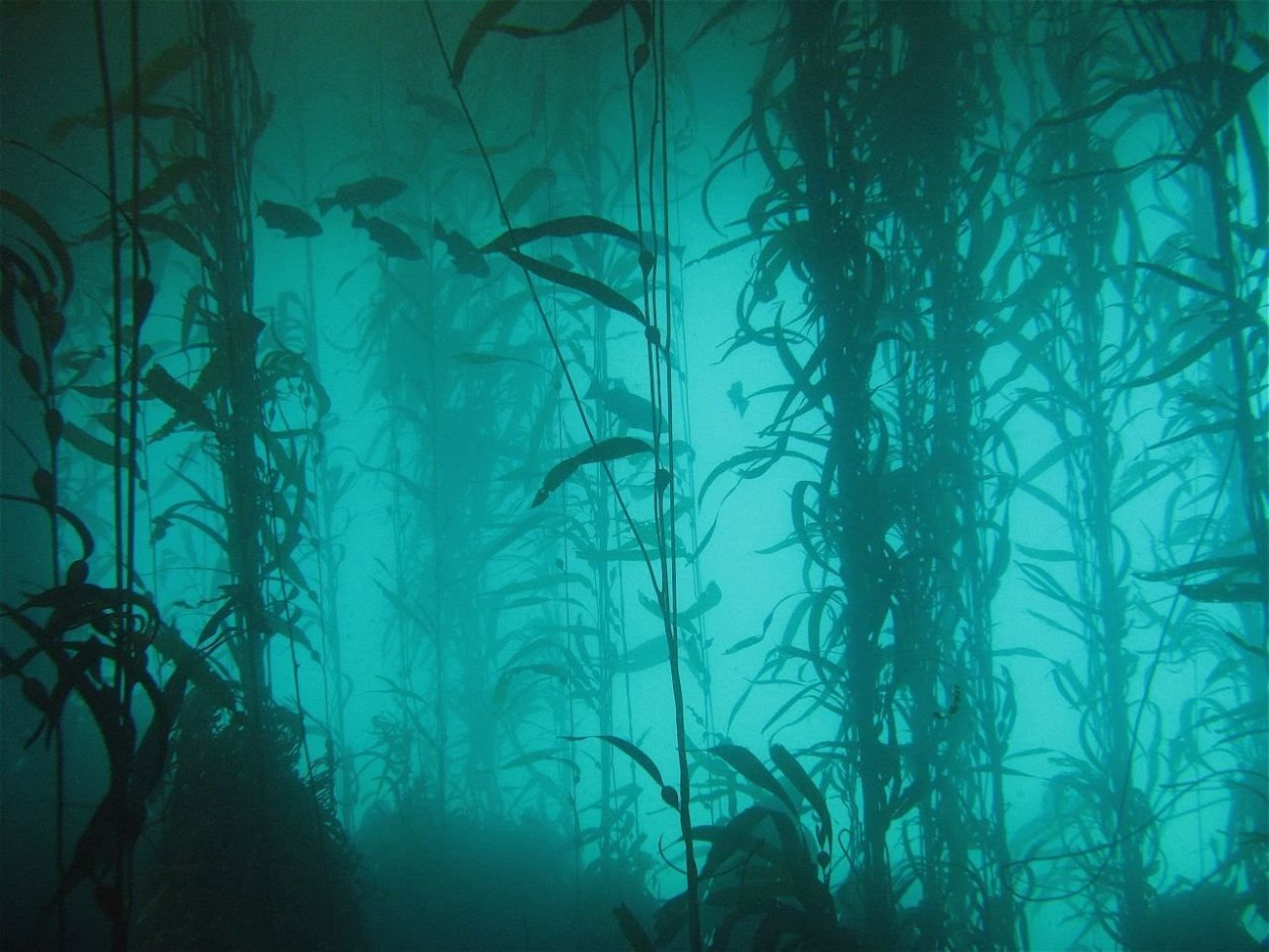 Subnautica лес водорослей