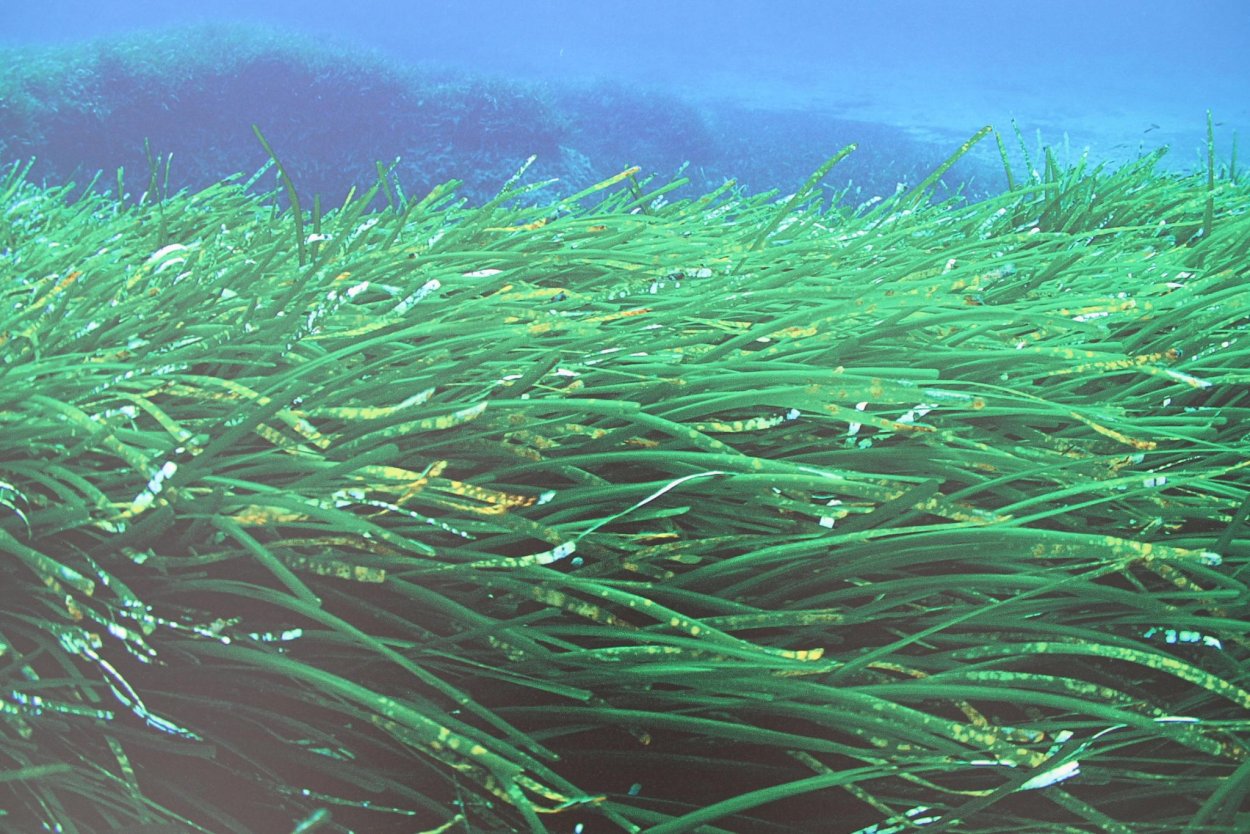 «Овечий лист» (Costasiella kuroshimae)