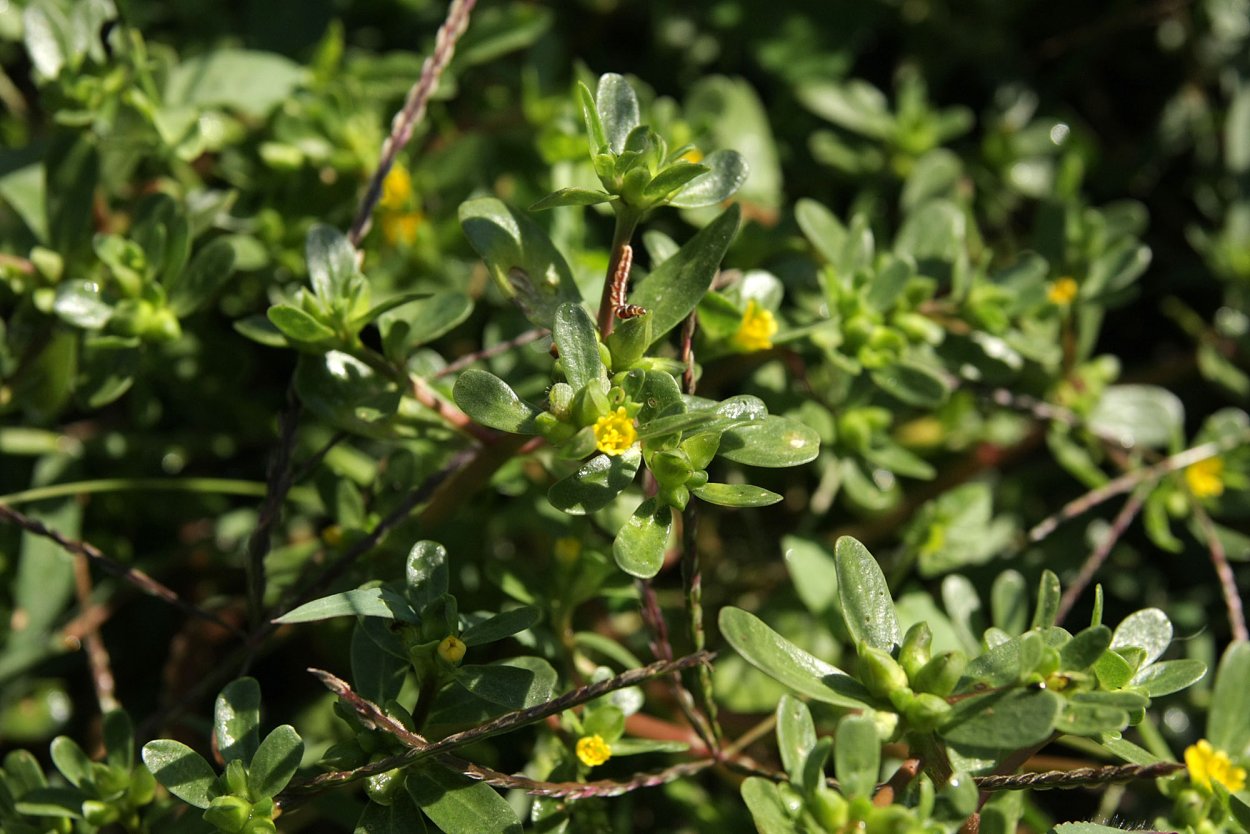 Портулак огородный
