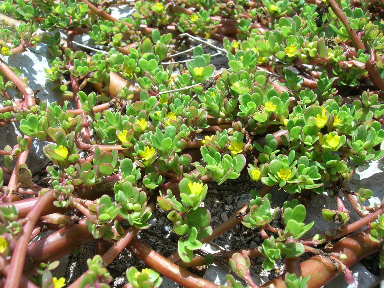 Растение портулак огородный