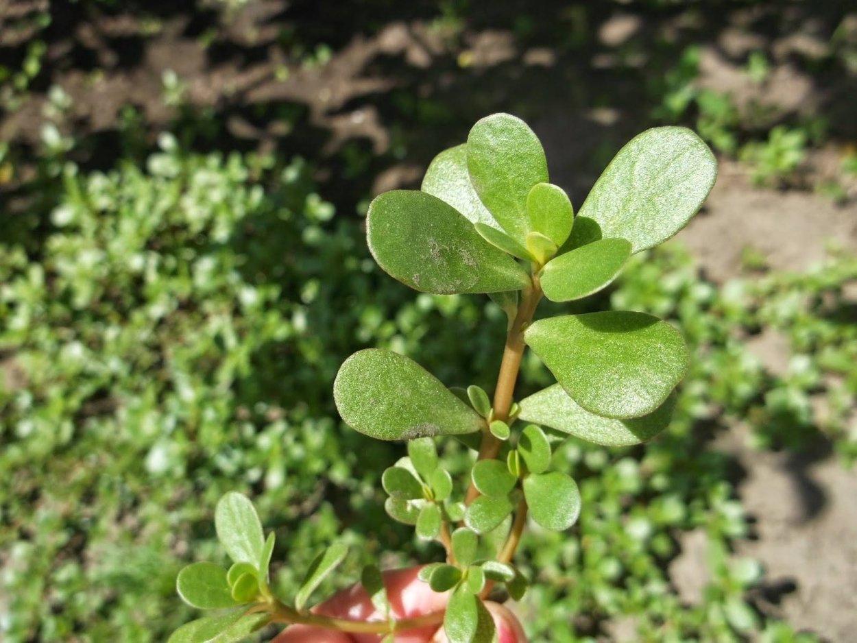 Трава с толстыми листьями