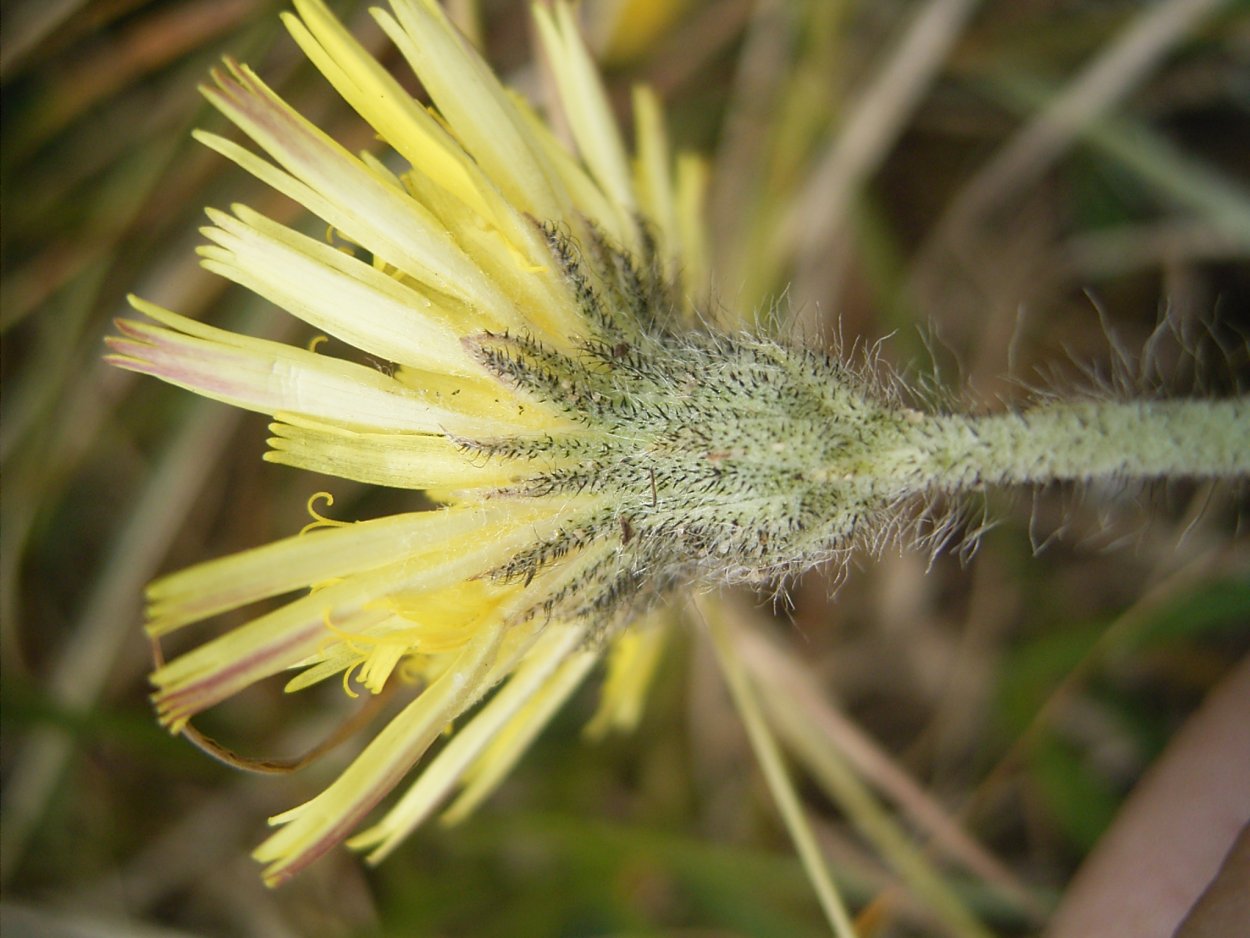 Ястребинка волосистая Hieracium pilosella