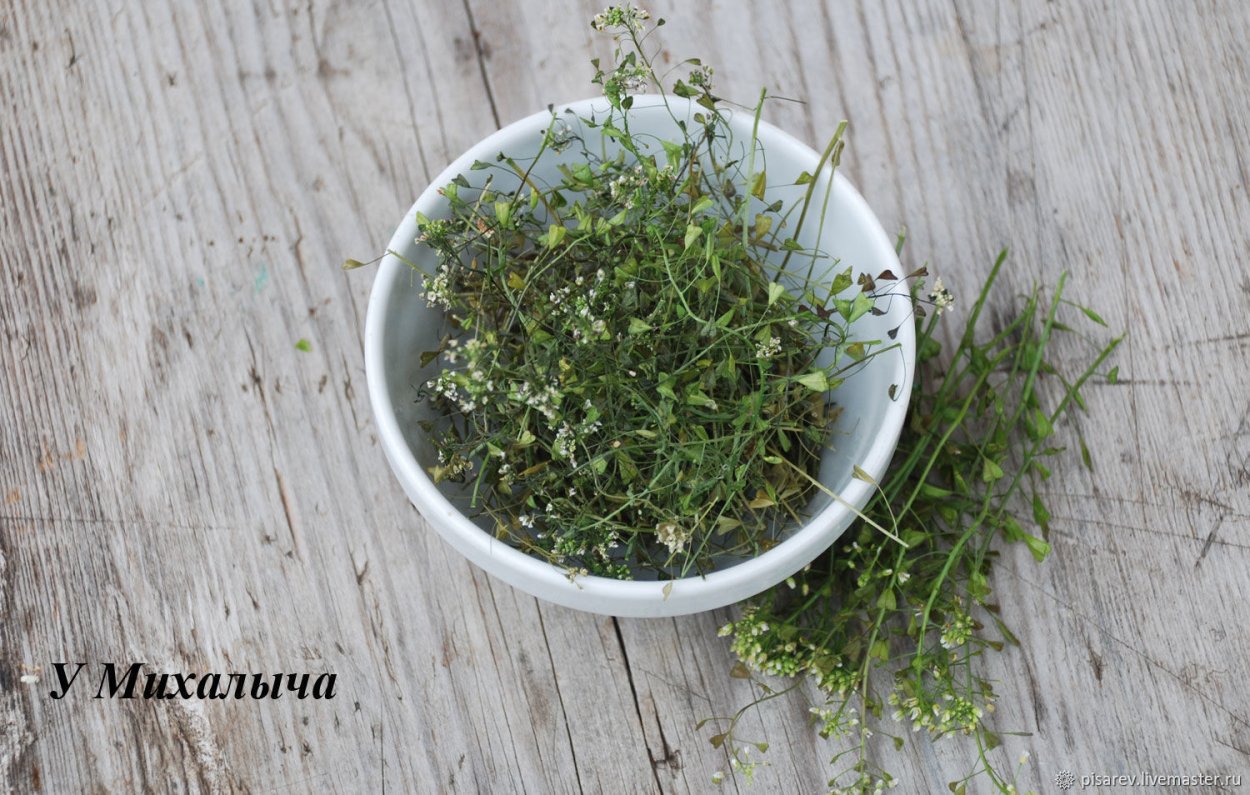 Портулак и молочай приземистый