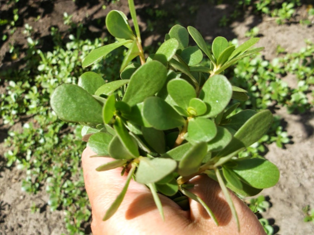 Сорняк портулак огородный