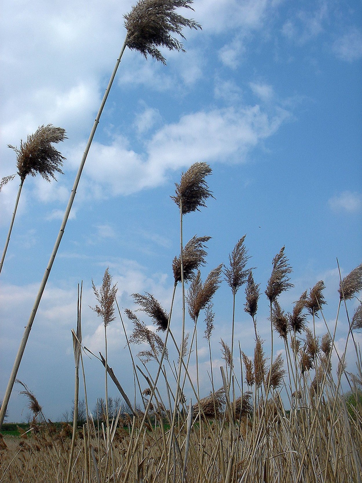 Ястребинка зонтичная Hieracium umbellatum