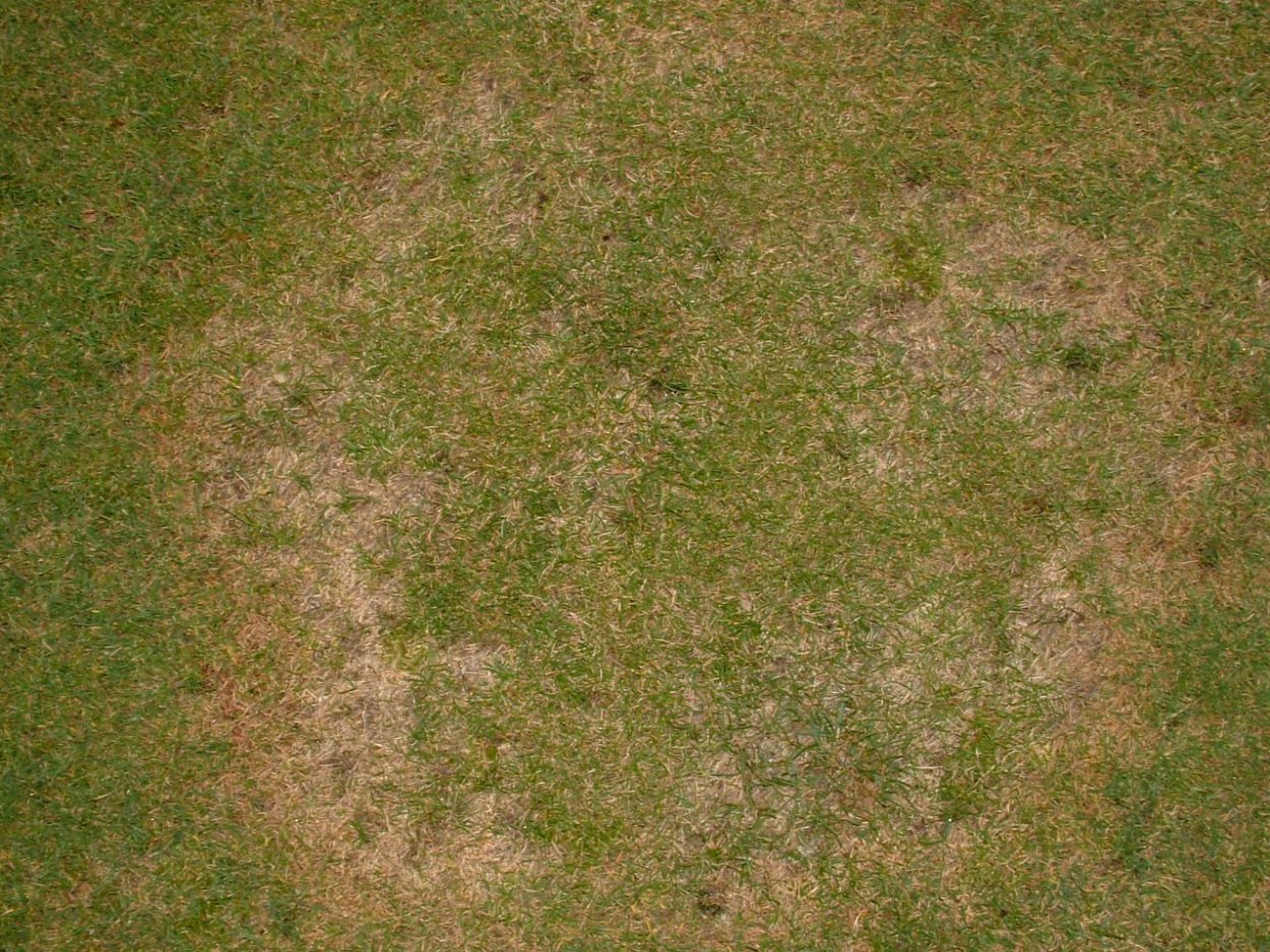 Земля текстура бесшовная для 3d Max