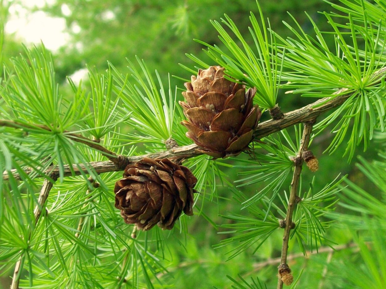 Лиственница Сибирская Larix sibirica