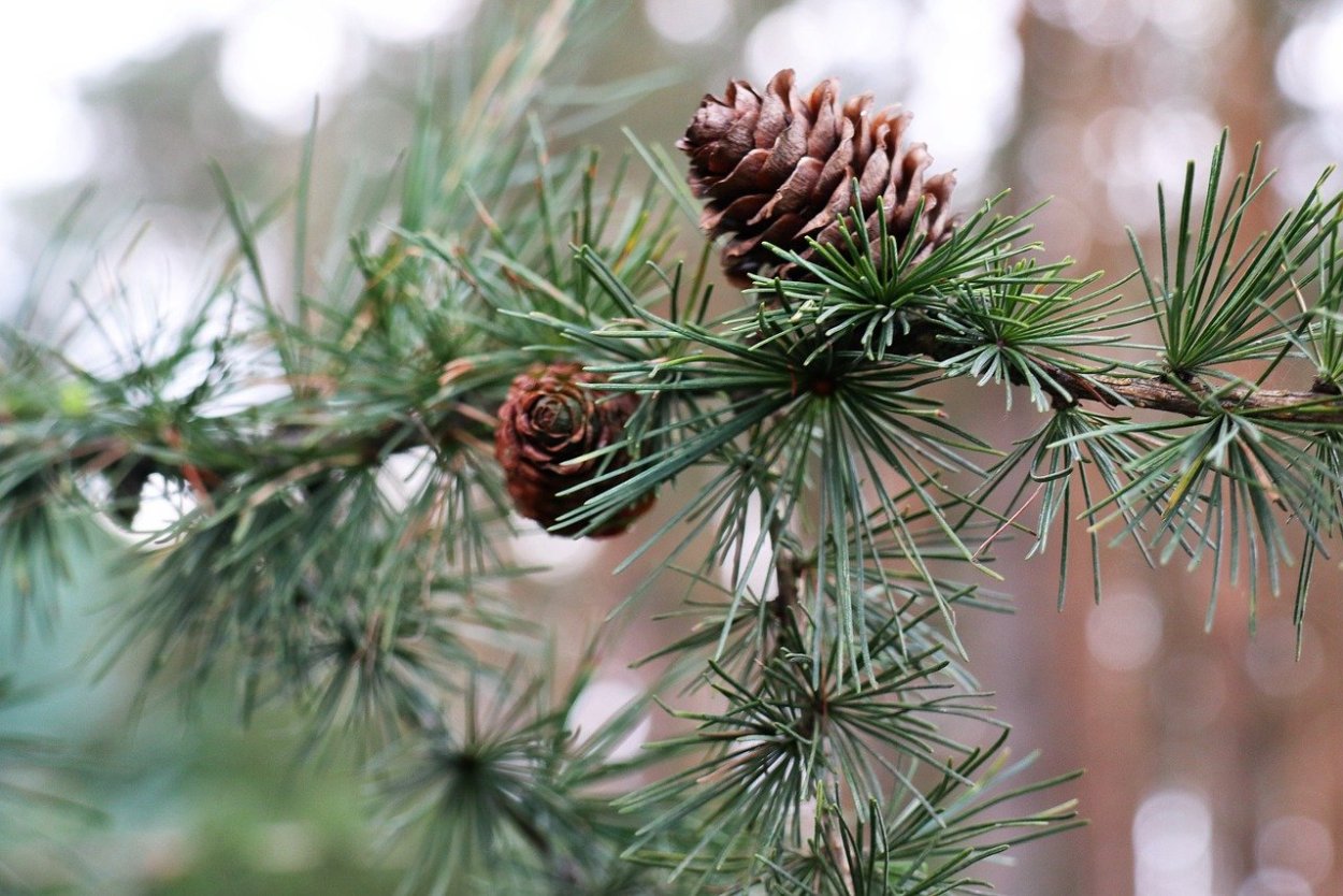 Лиственница Сибирская Larix sibirica