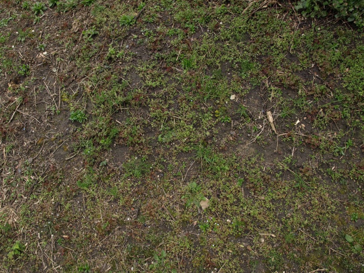 Грунт с травой текстура