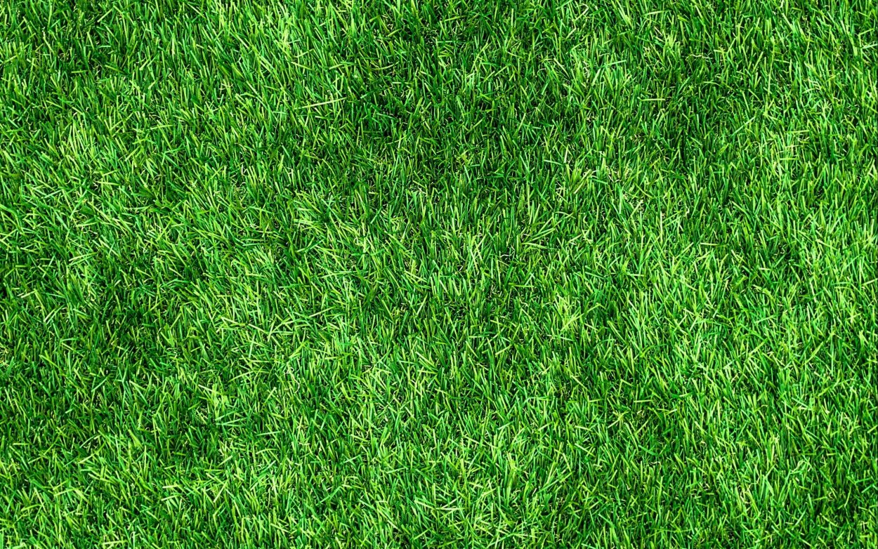 Зеленый газон