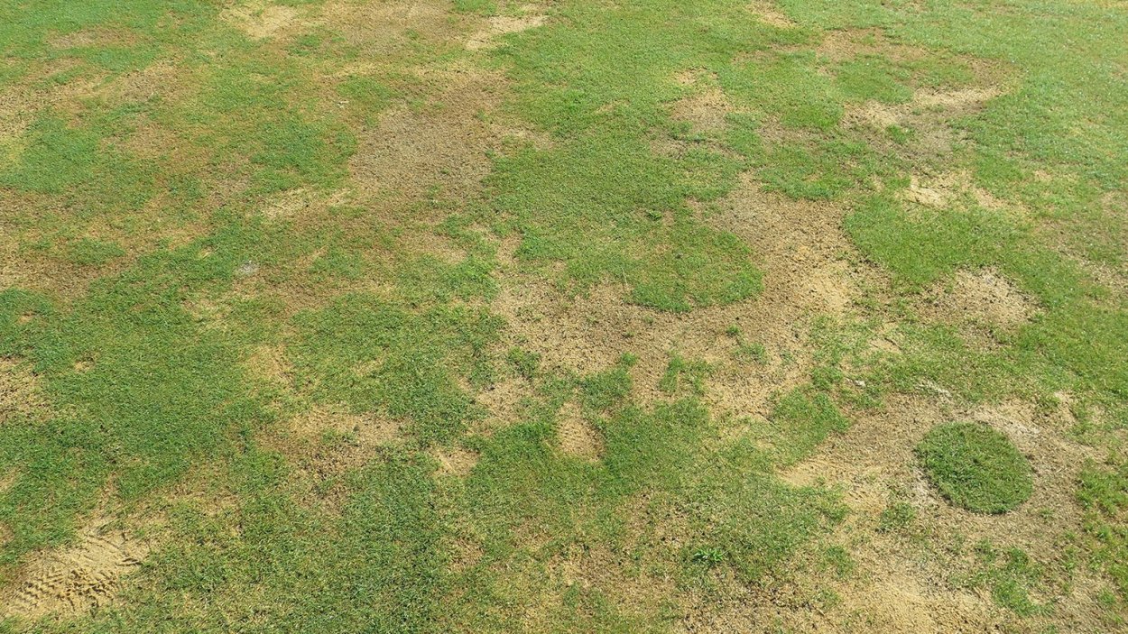 Текстура травы