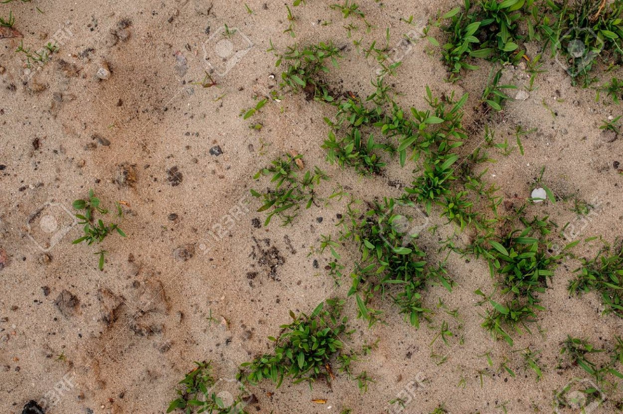 Песок с травой текстура