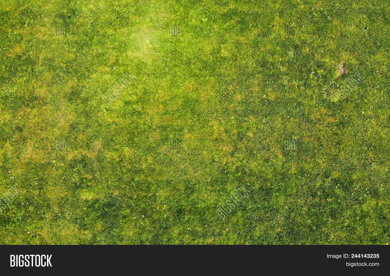 Текстура газона Aerial