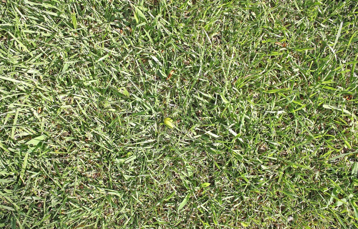 Текстура травы 3д Макс