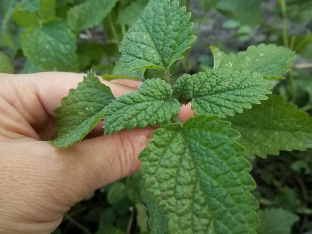 Melissa officinalis l
