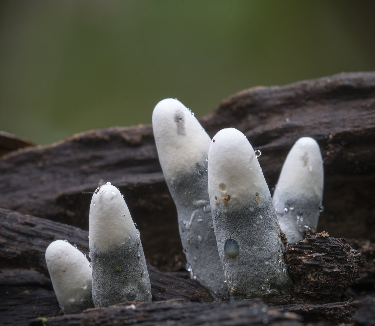 Гриб Ксилярия многообразная