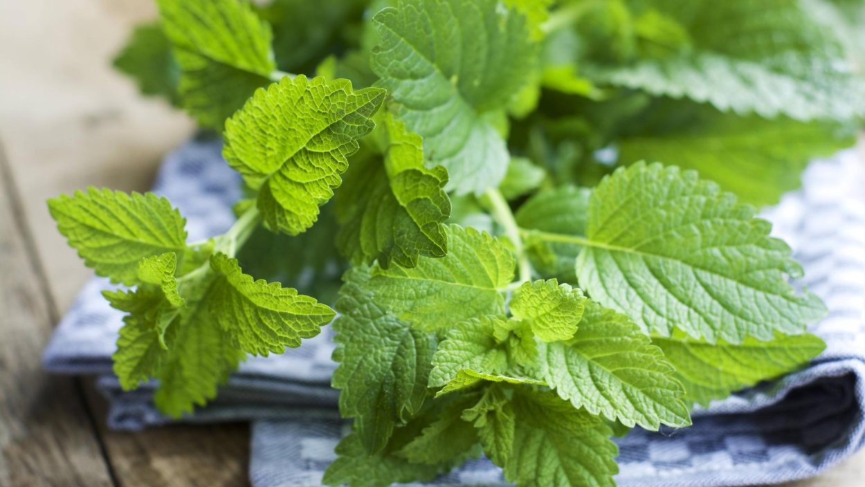 Melissa officinalis l