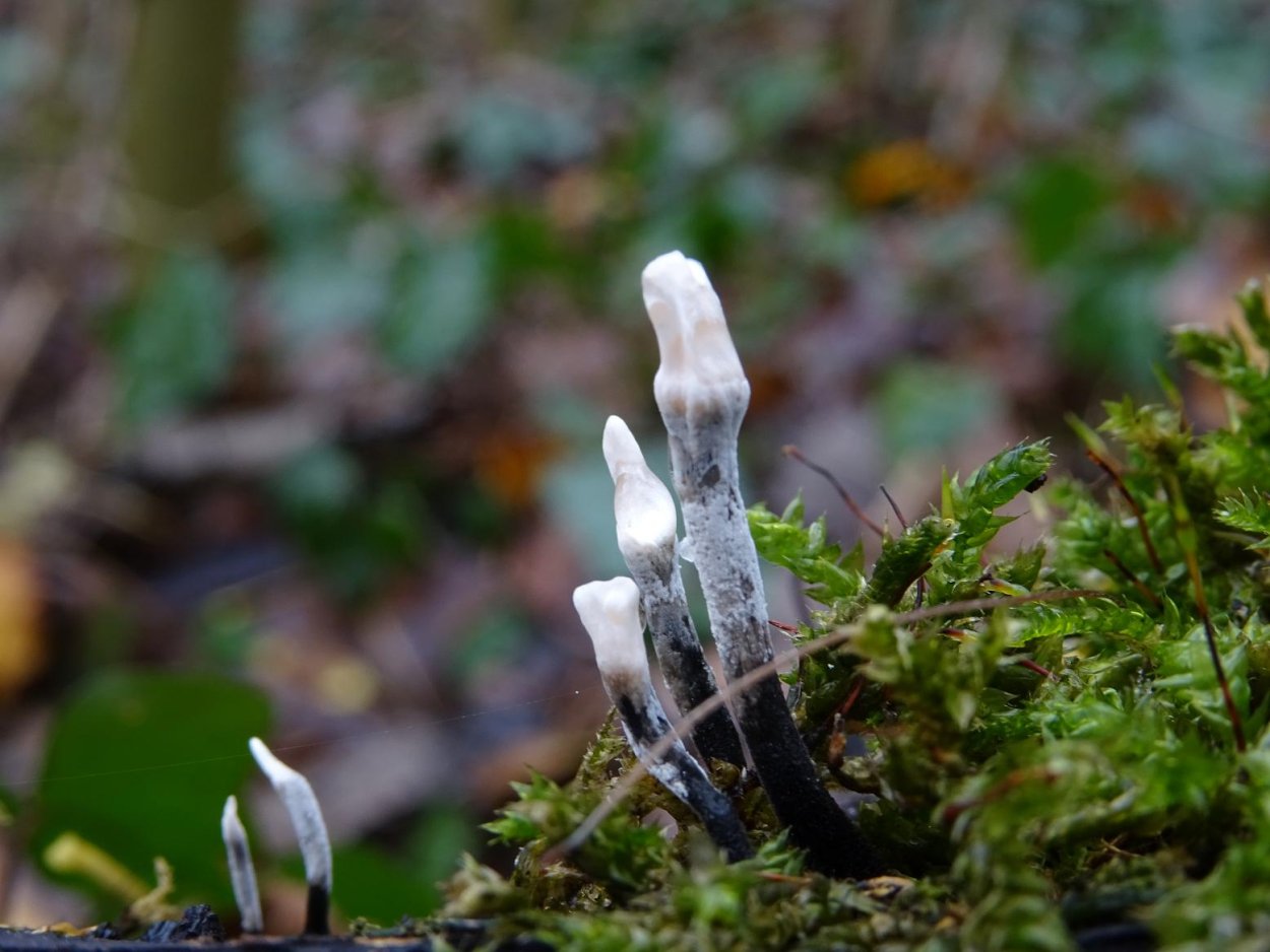 Мушрумс грибы Мэджик машрумс