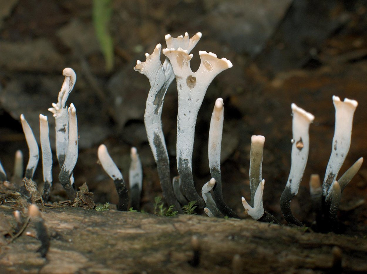 Гриб Xylaria polymorpha