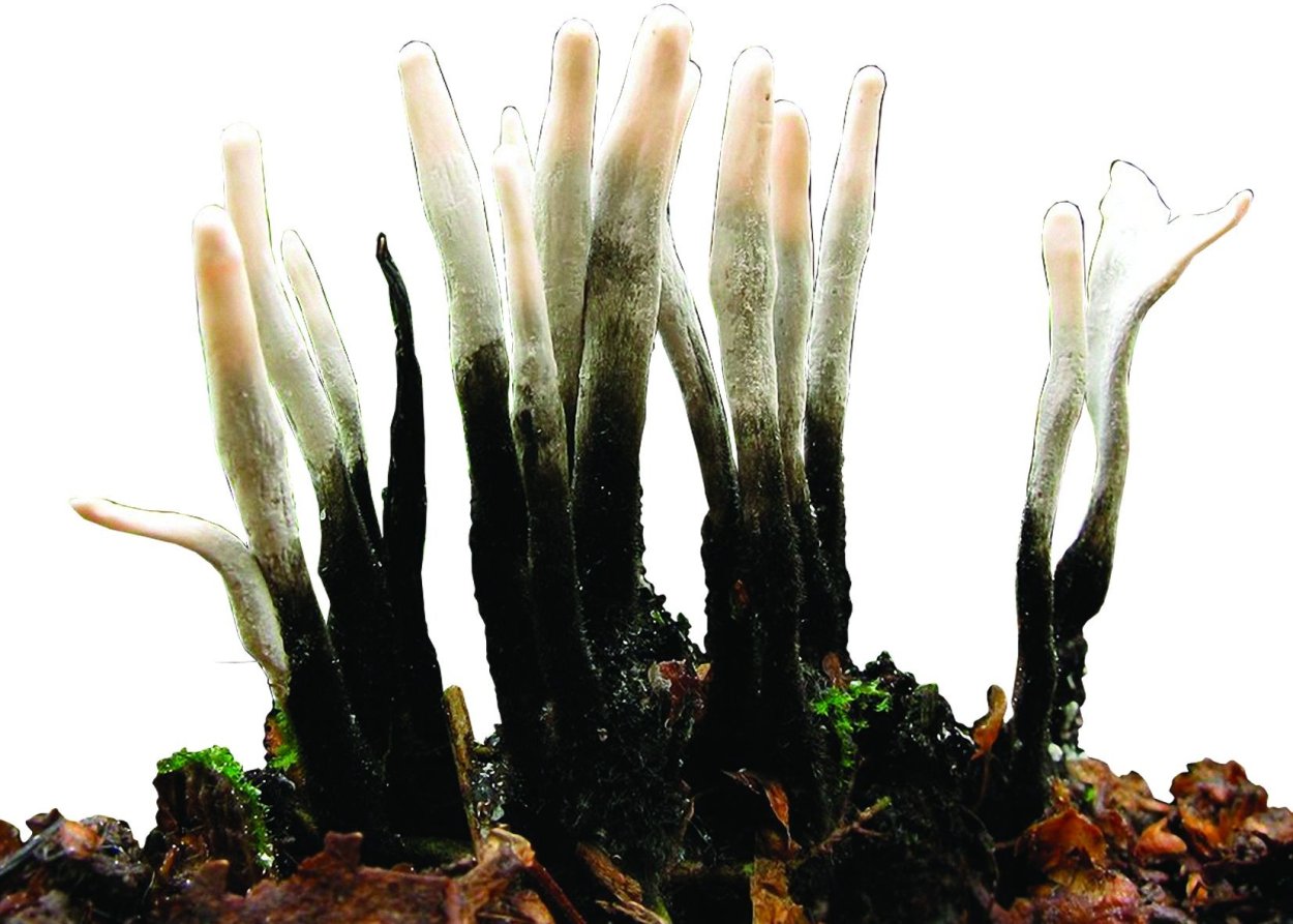 Гриб Xylaria polymorpha