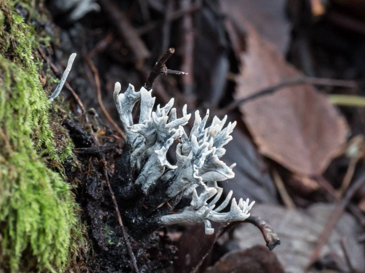 Подъельник одноцветковый (Monotropa uniflora)
