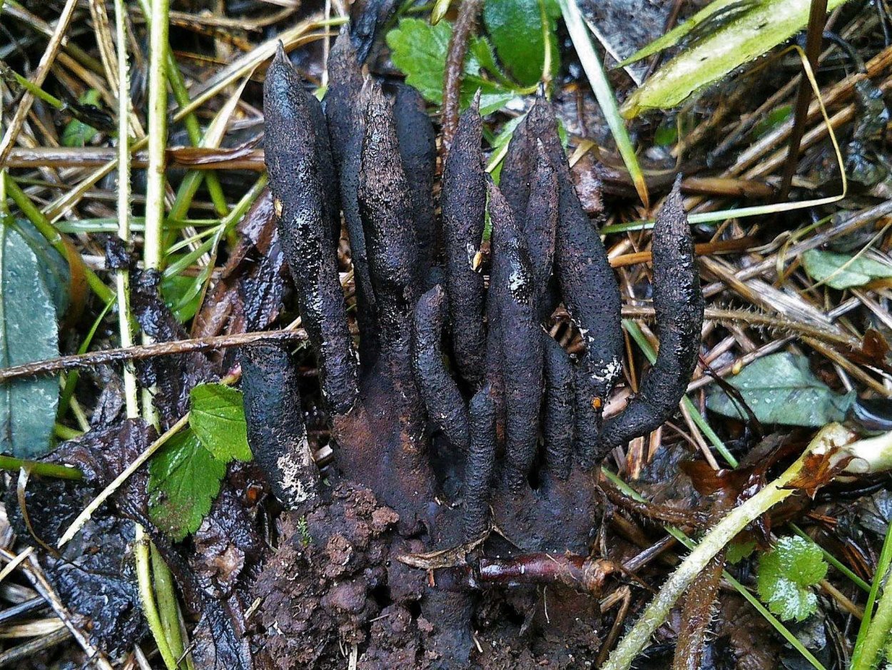 Гриб кислярия