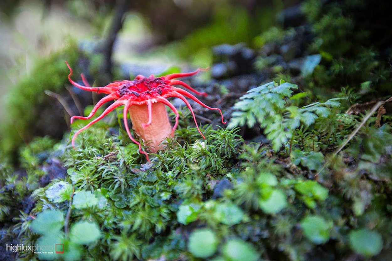 Калоцера клейкая Calocera viscosa