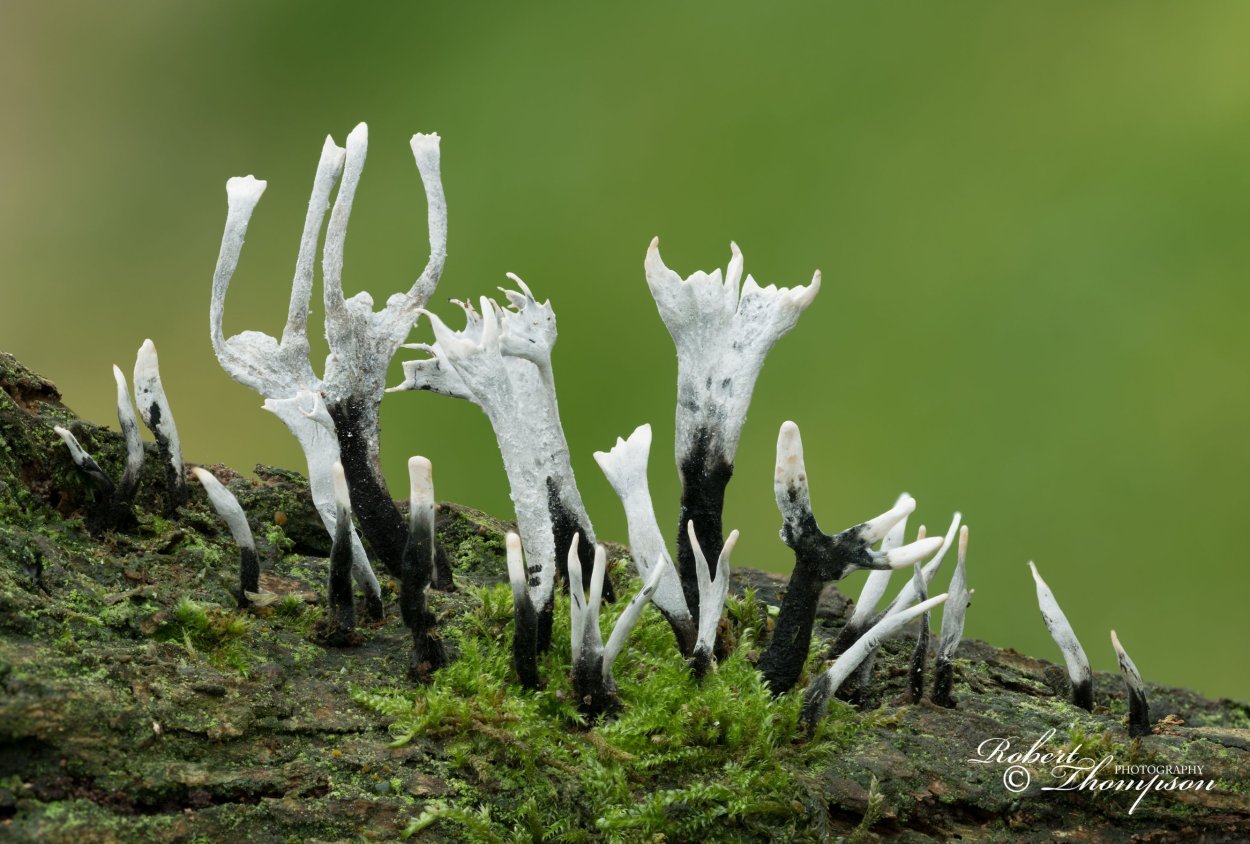 Xylaria hypoxylon биолюминесценция