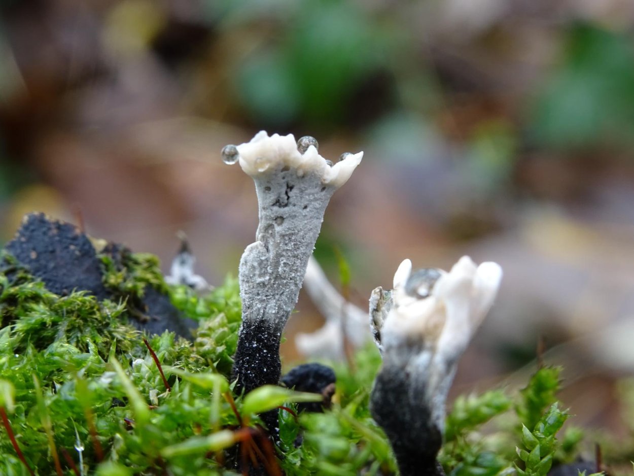 Блаастомицес анаморфа