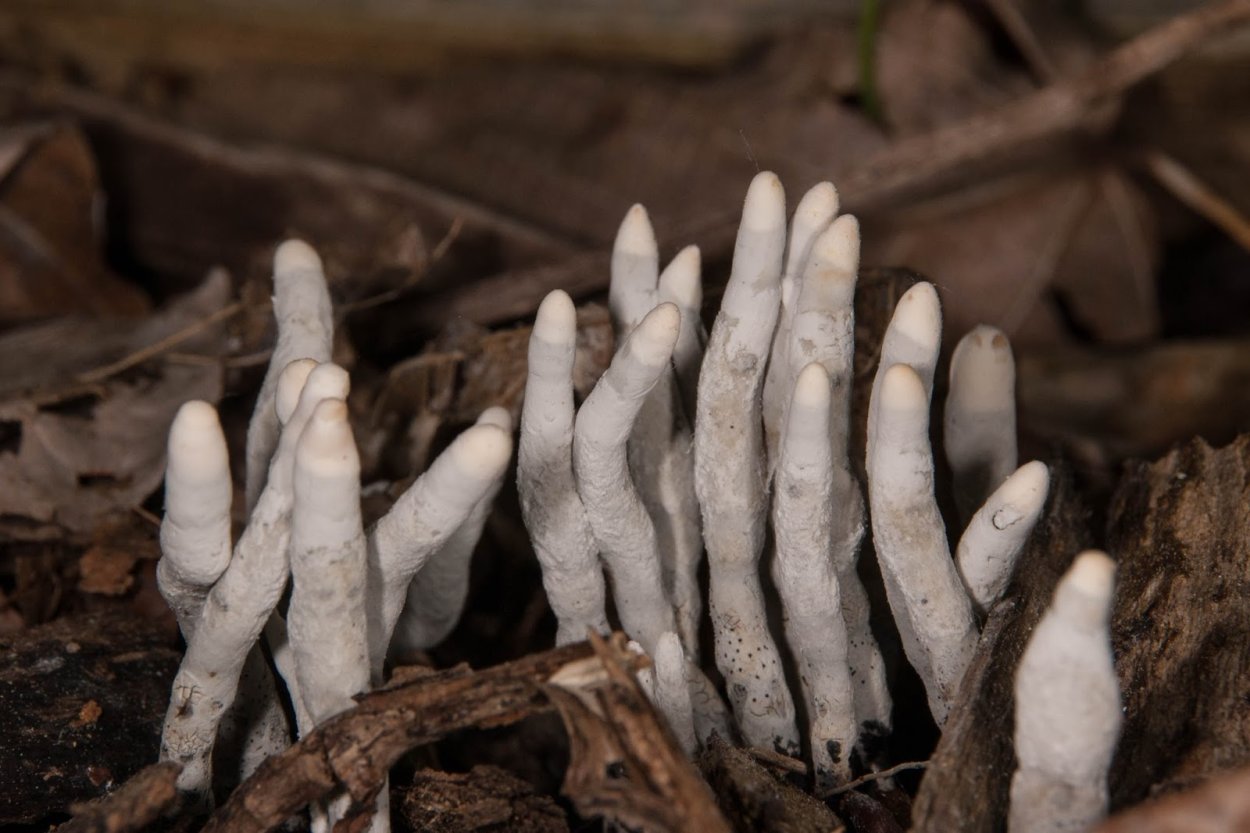 Xylaria hypoxylon